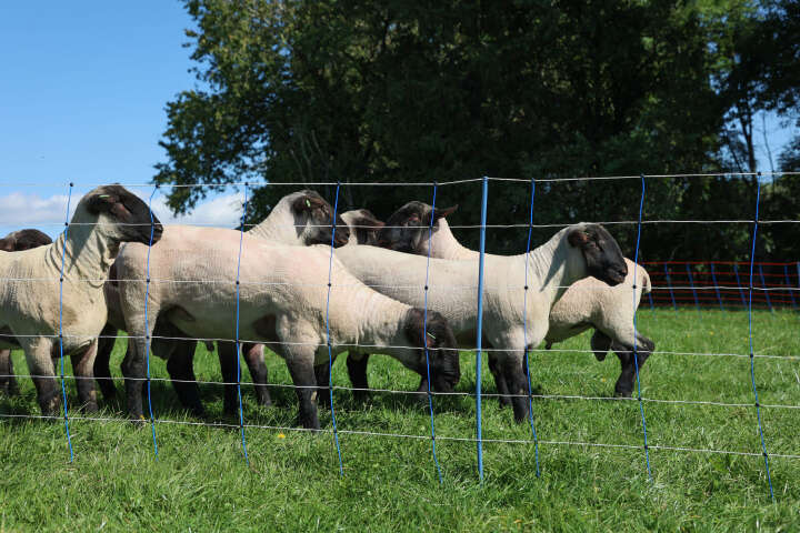 AKO Schafsnetz TitanNet Premium Plus